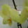 Orchideaim_9_1064515_2521_t