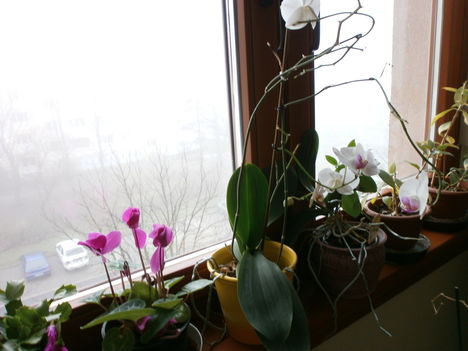 virágok az ablakban