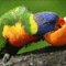 narancsevő papagáj