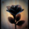 fekete rózsa