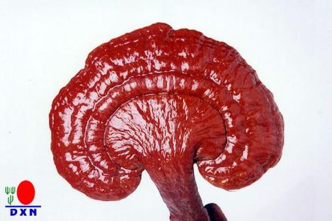 ganoderma 13