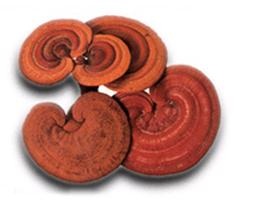 ganoderma 18