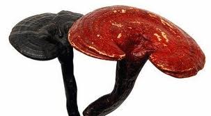 ganoderma 20