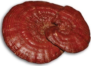 ganoderma 4