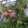 Begonia_corallina__korallvoros_begonia_1654738_7807_t