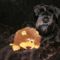 black-miniature-schnauzer-posing-with-a-soft-toy