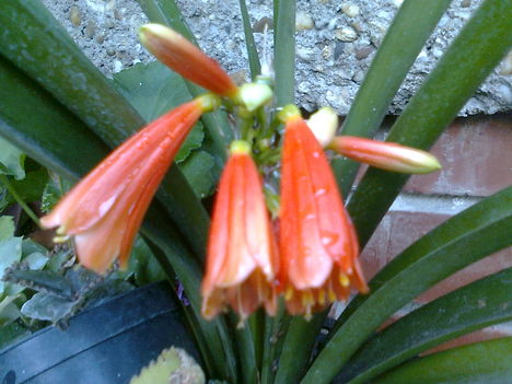 Clivia nobilis, - Klívia, piros