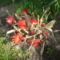 Levél kaktusz anyukám kertjéből