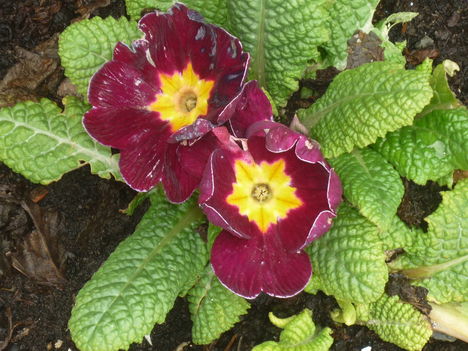 primula