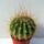 Acanthocalycium_spiniflorum_1656303_5923_t