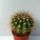 Acanthocalycium_thionanthum_1656304_1605_t