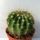 Acanthocalycium_violaceum_1656301_5575_t