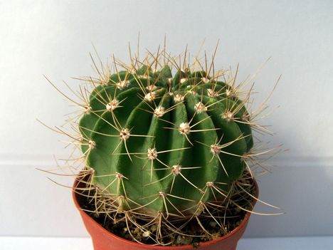 Acanthocalycium violaceum