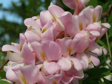 rózsaszínakácvirág