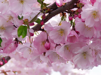 Cseresznyefa virágai 