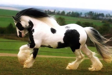  gyönyörű ló ...