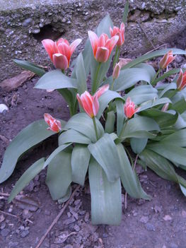 Hosszú szirmú piros tulipán.