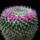 Mammillaria_hahniana_v_giselana_1658482_2171_t