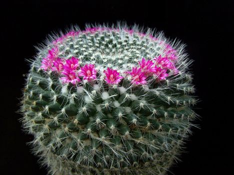  Mammillaria hahniana v giselana