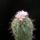 Thelocactus_lausseri_1658483_7519_t