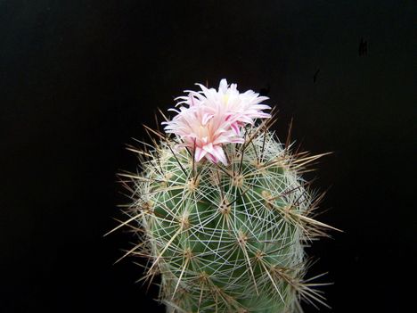 Thelocactus lausseri