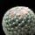 Mammillaria_candida_1659498_6556_t