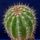 Parodia_elata_1659491_2975_t