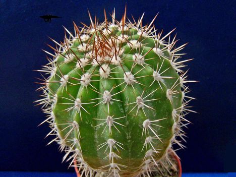 Parodia elata 