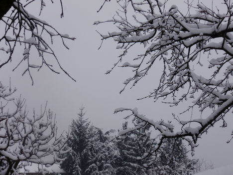 Bánfalvi havas fotók 2013 január