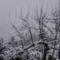Bánfalvi havas fotók 2013 január 5