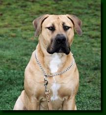 boerboel