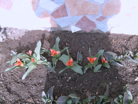 Húsvétra kinyíltak a törpe tulipánok.2013 III.30.