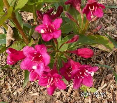 Rózsalonc - Weigela florida ’Bristol Ruby’ 
