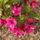 Rózsalonc - Weigela florida ’Bristol Ruby’ 