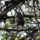 Apollo_napjan_3_1661790_9563_t