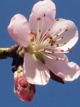Barackfa virág