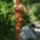 Madarat_tarto_lany_1661749_8692_t
