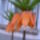 Mai_felveteliv17_1661397_1981_t