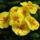 Sarga_gyonyoruseg_1661936_7762_t