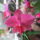 Viragaim_005_1661361_1490_t