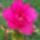 Azalea_1662768_6034_t