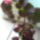Begonia-001_1662045_3275_t