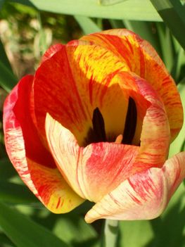 Cifra  tulipán