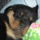 Csicsika_1662113_2272_t