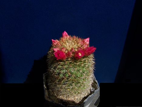 Mammillaria pitcayensi