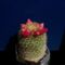 Mammillaria pitcayensis