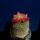 Mammillaria_pitcayensis_1662669_1819_t