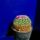 Mammillaria_sempervivi_1662658_1460_t