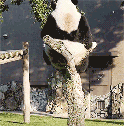 Panda hoppala_gif_250