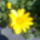 Sarga_1662044_3005_t
